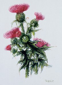 Szkocki oset